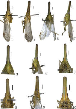 Image of Doryphorina conglobatus Zheng, Yang & Chen 2014