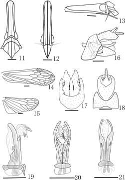 Image de Doryphorina conglobatus Zheng, Yang & Chen 2014