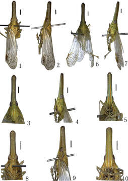 Image of Doryphorina guizhouensis Zheng, Yang & Chen 2014