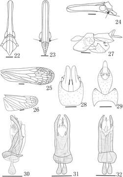 Image de Doryphorina guizhouensis Zheng, Yang & Chen 2014