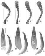 Image of Stenochinus Motschulsky 1860