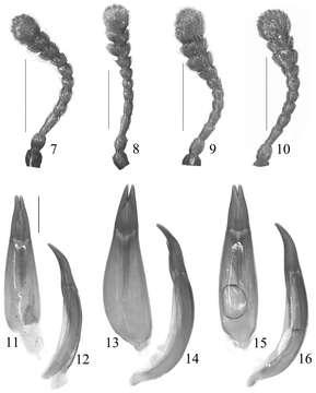 Image of Stenochinus Motschulsky 1860