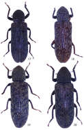 Image of Stenochinus Motschulsky 1860