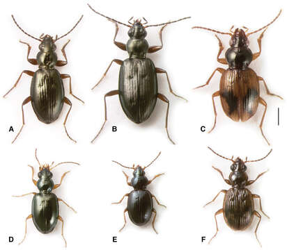 Plancia ëd 'Antiperyphus subgenus complex'