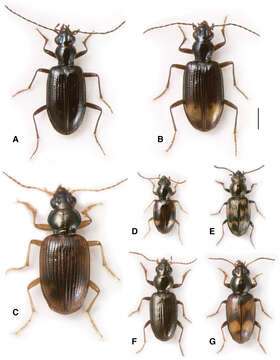 Image of 'Antiperyphus subgenus complex'