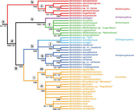 Image of 'Antiperyphus subgenus complex'