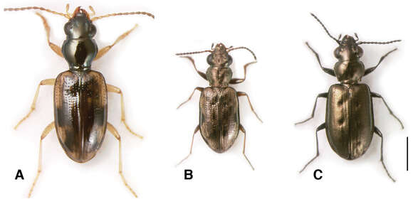 Image of Antiperyphus