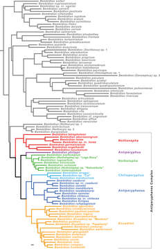 Image of Notholopha