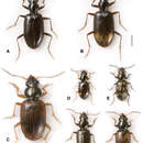 Image of Bembidion (Nothonepha) tetrapholeon Maddison 2014