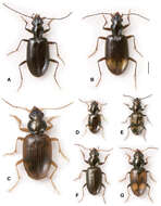 Image of Bembidion (Nothonepha) tetrapholeon Maddison 2014