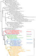 Plancia ëd Bembidion (Nothonepha) tetrapholeon Maddison 2014