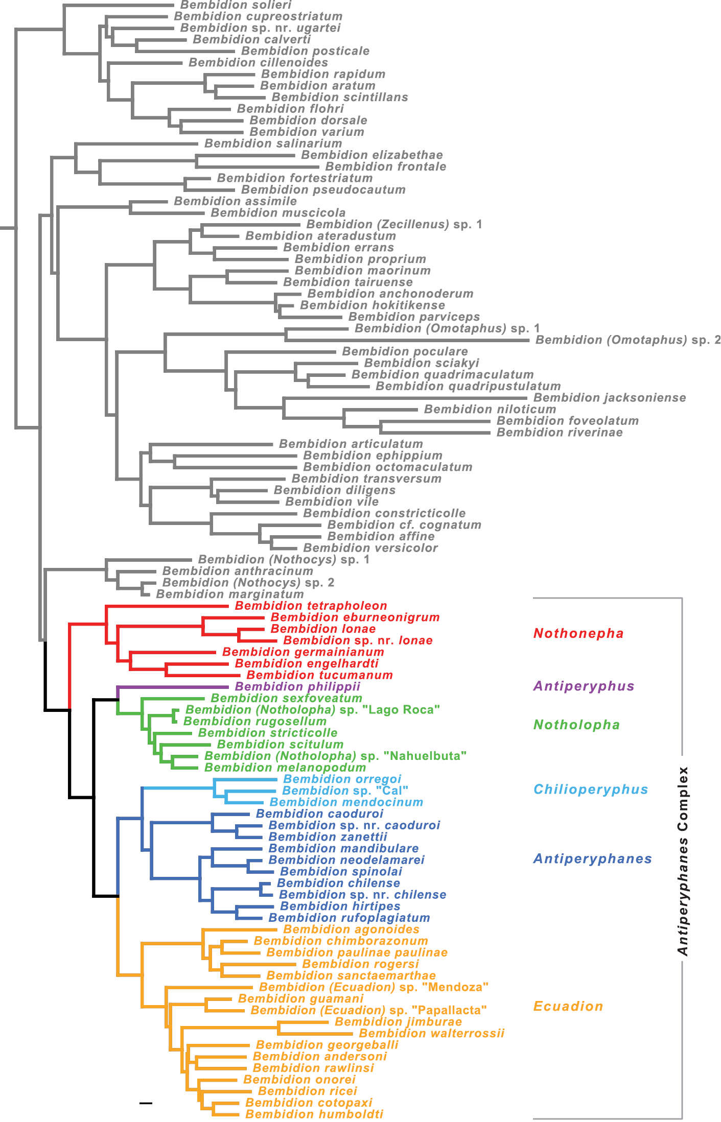 Plancia ëd Bembidion (Nothonepha) tetrapholeon Maddison 2014