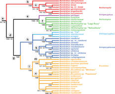 Plancia ëd Bembidion (Nothonepha) tetrapholeon Maddison 2014