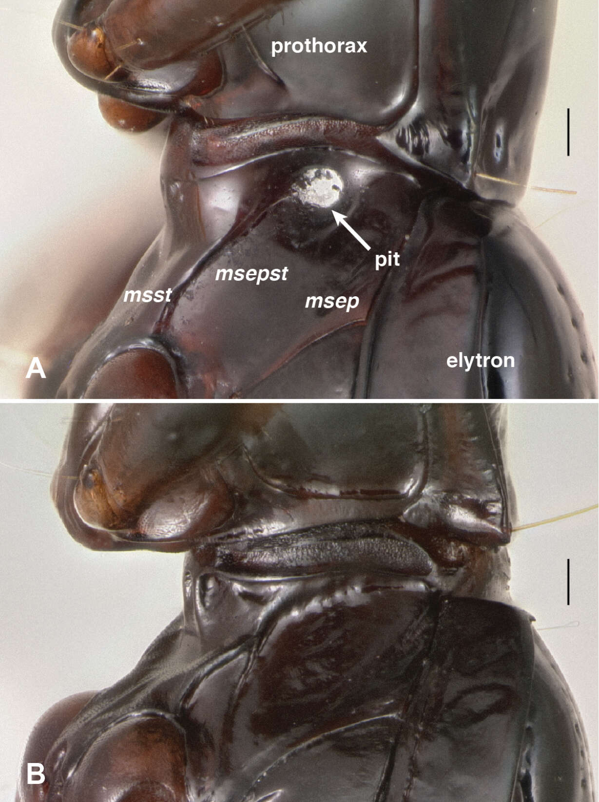 Image of Bembidion (Nothonepha) tetrapholeon Maddison 2014