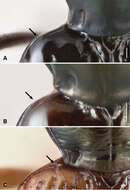 Image of Bembidion (Nothonepha) tetrapholeon Maddison 2014