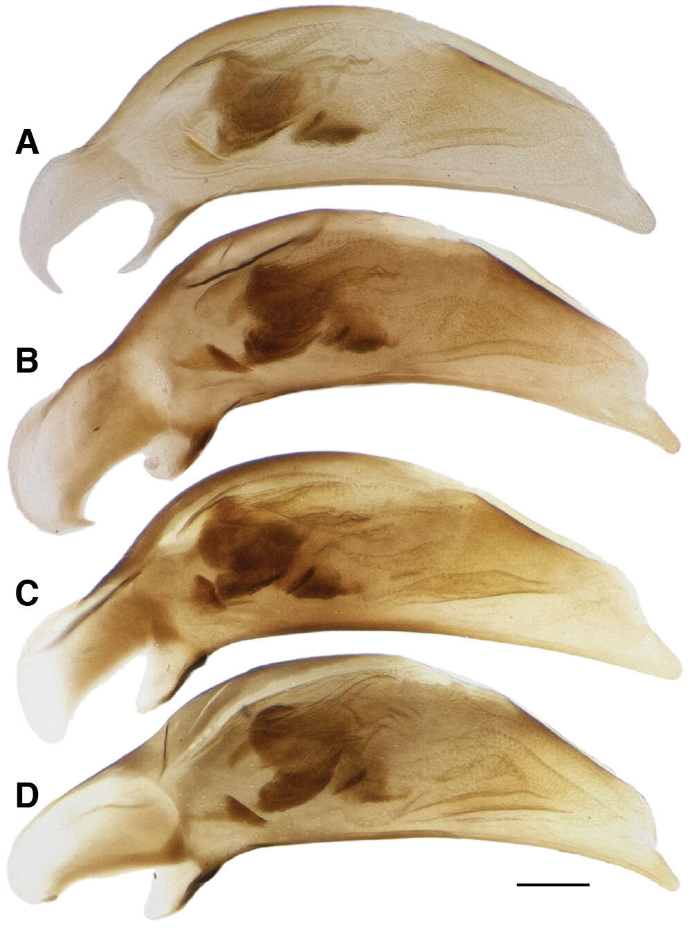 Image of Bembidion (Nothonepha) tetrapholeon Maddison 2014