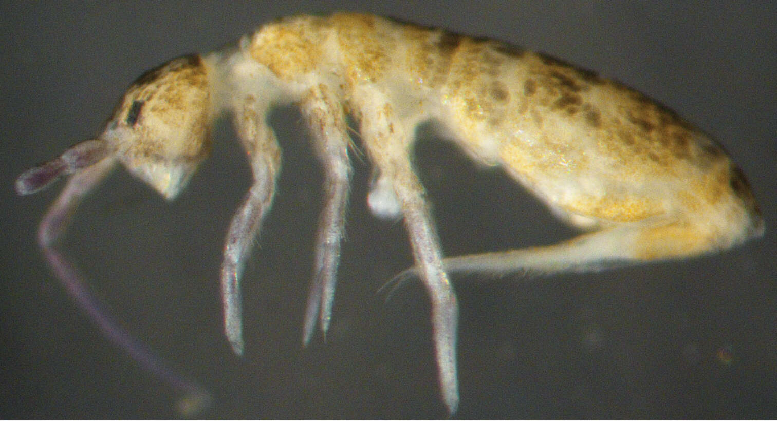 Image of Dicranocentrus liuae Xu & Zhang 2014