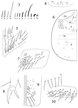 Image of Dicranocentrus liuae Xu & Zhang 2014