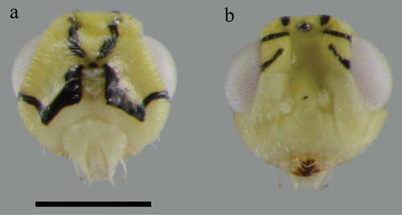 Image of eulophid wasps