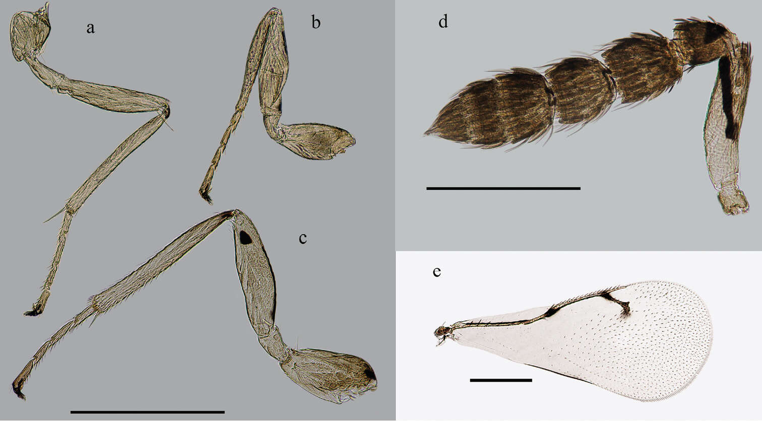 Image of eulophid wasps