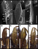 Imagem de Anillinus