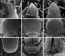 Imagem de Anillinus acutipennis Sokolov & Reddell 2014