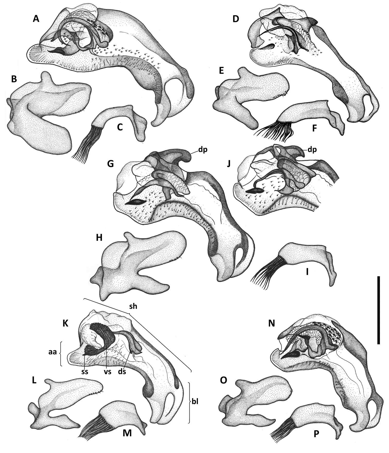 Imagem de Anillinus comalensis Sokolov & Reddell 2014