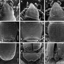 Anillinus forthoodensis Sokolov & Reddell 2014的圖片