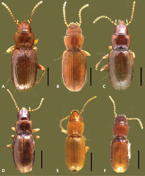 Image of Anillinus wisemanensis Sokolov & Reddell 2014