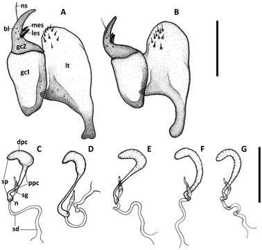 Image of Anillinus wisemanensis Sokolov & Reddell 2014