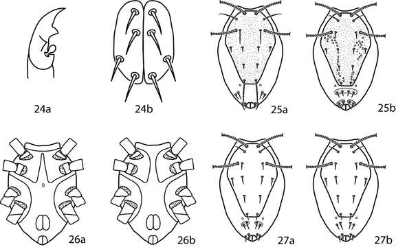 Plancia ëd Bdelloidea Duges 1834