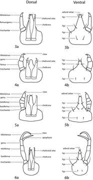 Image of Bdelloidea Duges 1834