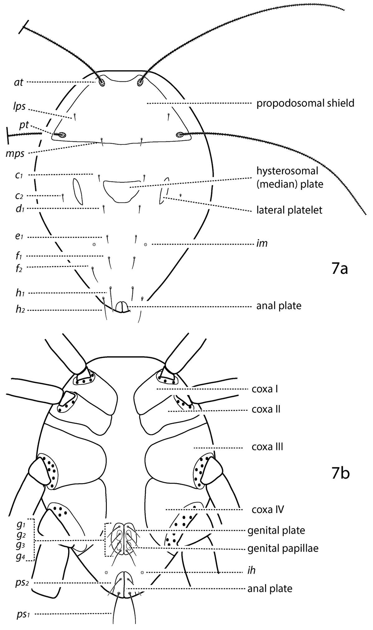 Image of mitelike mites