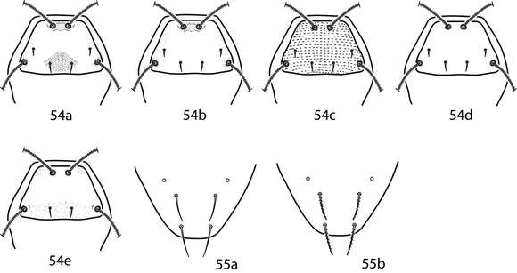 Image of Bdelloidea Duges 1834