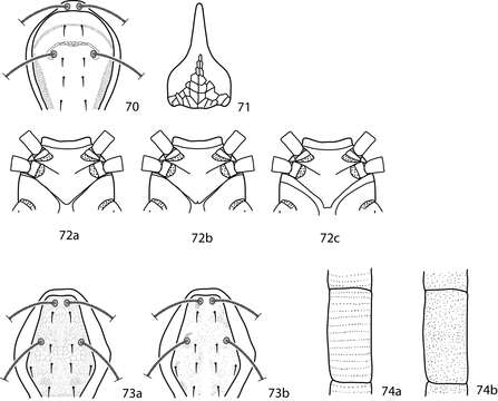 Image of Coleoscirus