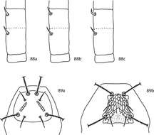 Image of Pseudobonzia