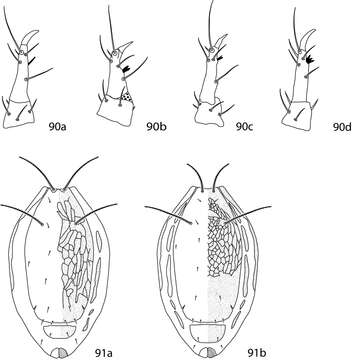 Image of Scutascirus