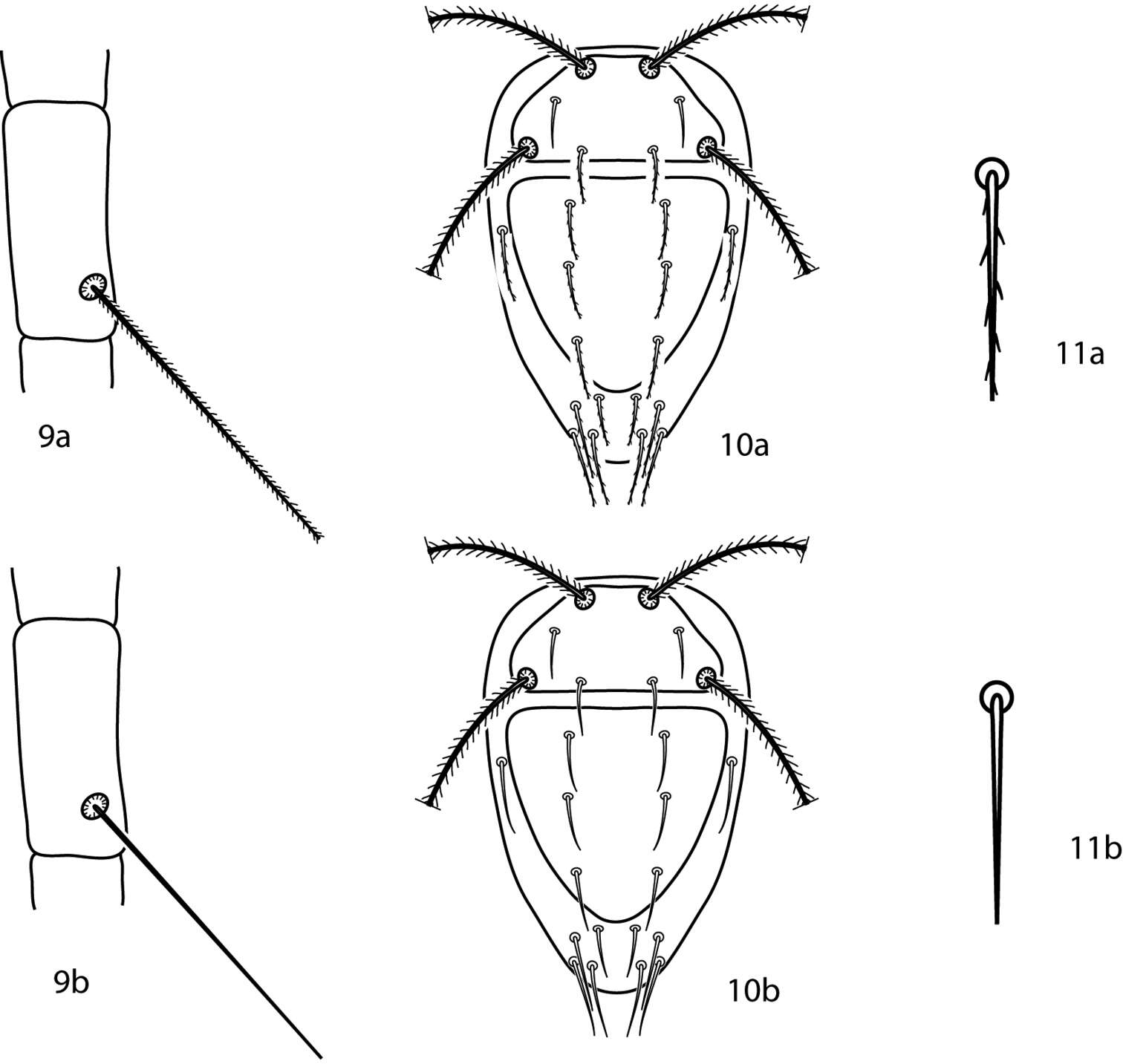 Image of Bonzia