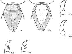 Image of Cunaxoidinae Den Heyer 1978