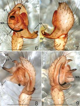 Image of Typhlonesticus