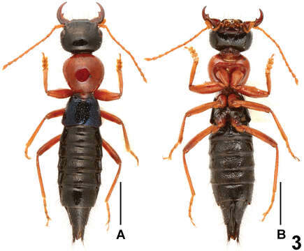 Слика од Paederus parvidenticulatus Li, Xiao-Yan, Hong-Zhang Zhou & Solodovnikov 2013