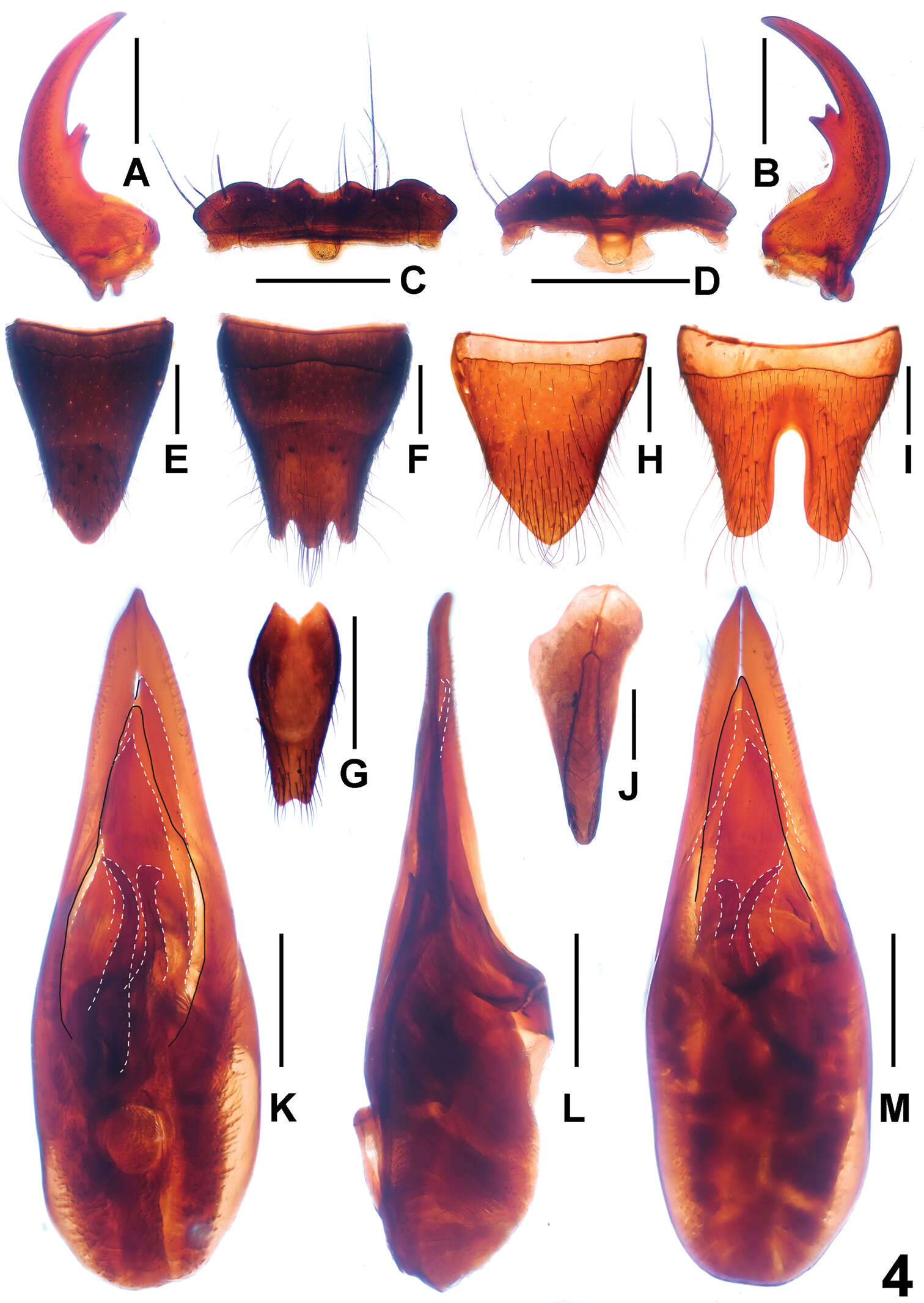 Image of Paederus parvidenticulatus Li, Xiao-Yan, Hong-Zhang Zhou & Solodovnikov 2013