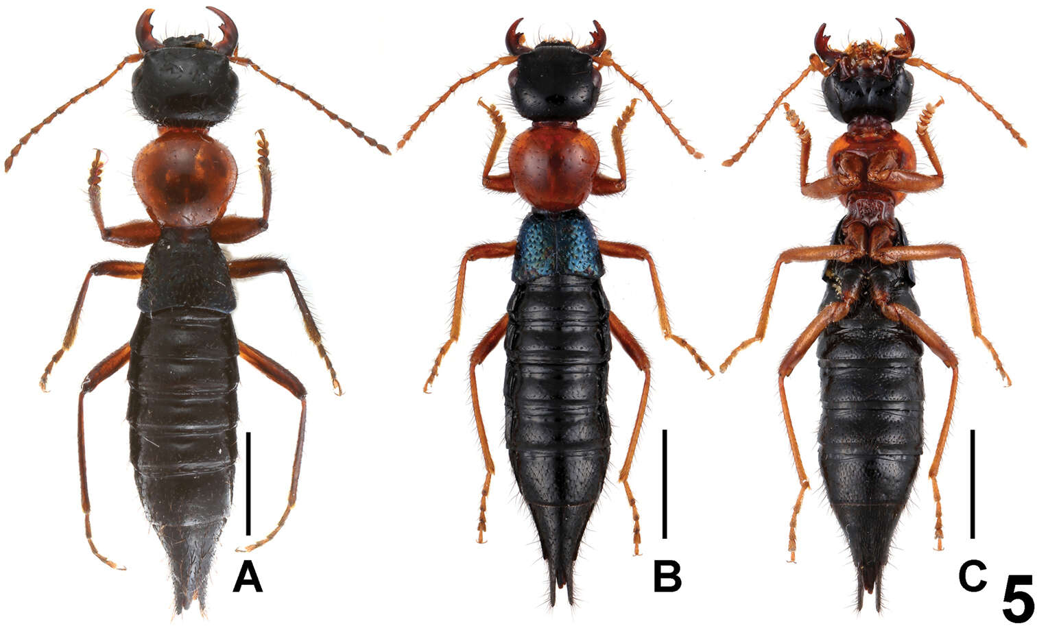 Image of Paederus parvidenticulatus Li, Xiao-Yan, Hong-Zhang Zhou & Solodovnikov 2013