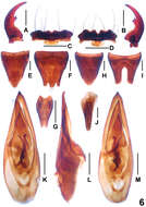 Image of Paederus parvidenticulatus Li, Xiao-Yan, Hong-Zhang Zhou & Solodovnikov 2013