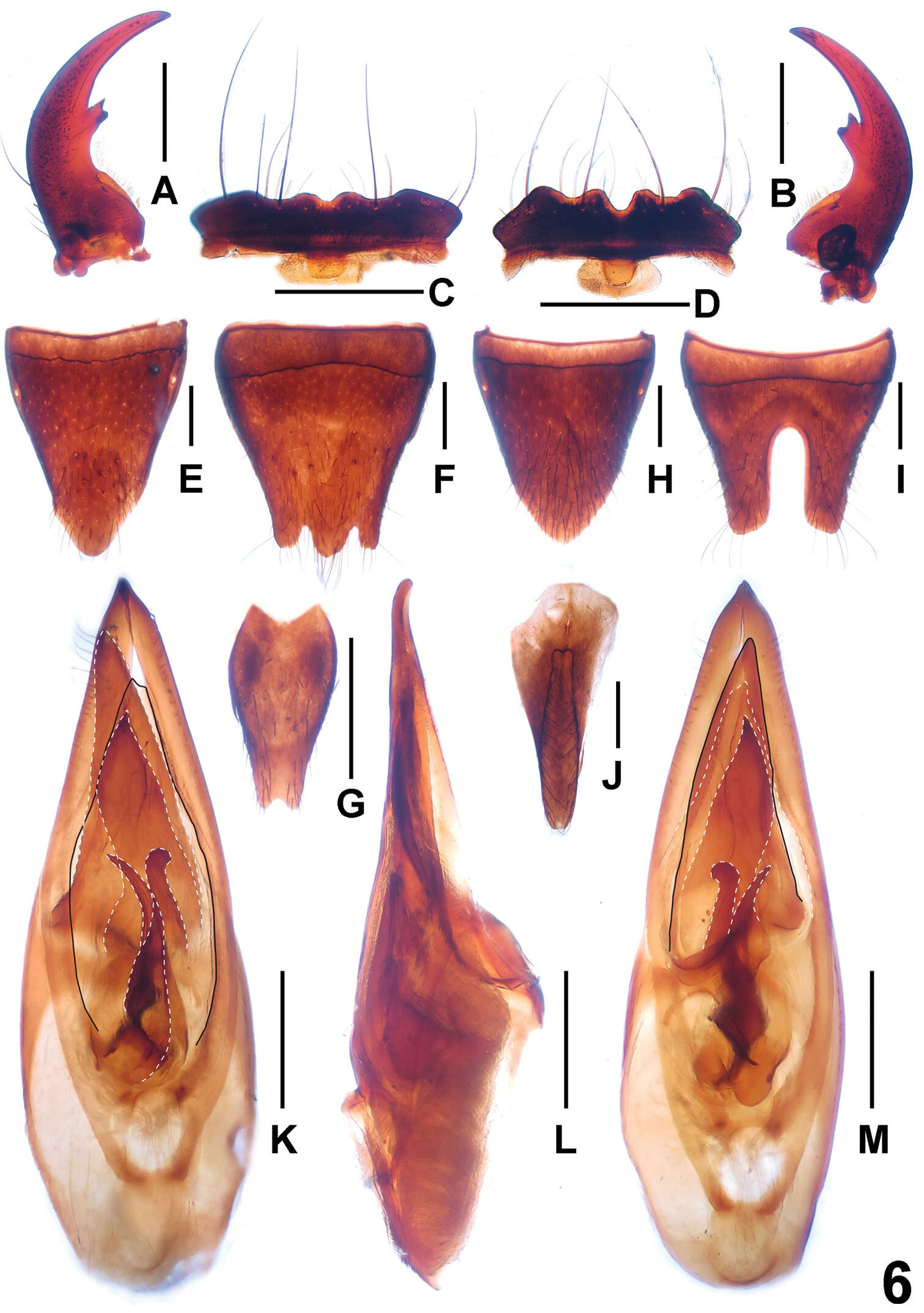 Image of Paederus parvidenticulatus Li, Xiao-Yan, Hong-Zhang Zhou & Solodovnikov 2013