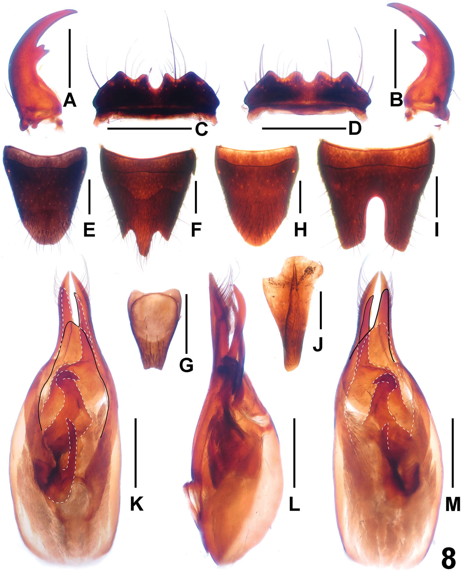 Image of Paederus jianyueae Peng, Zhong & Li-Zhen Li 2014