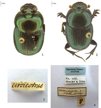 Image of Onthophagus (Colobonthophagus) dama (Fabricius 1798)