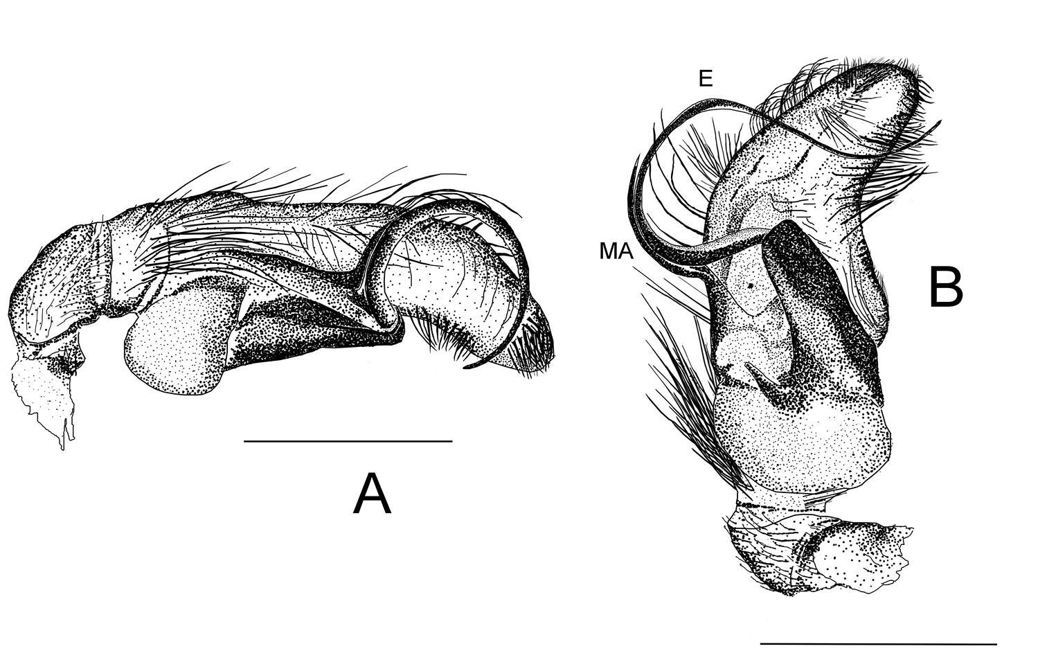 Image of Eustiromastix