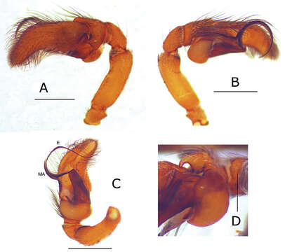 Image of Eustiromastix