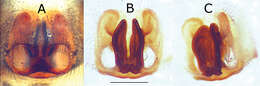 Image of Eustiromastix